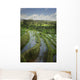 Rice Fields Wall Mural