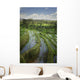 Rice Fields Wall Mural