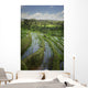 Rice Fields Wall Mural