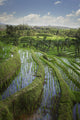 Rice Fields Wall Mural