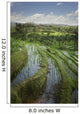 Rice Fields Wall Mural