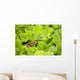 Leopard Frog Perching On Water Lettuce Wall Mural