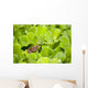 Leopard Frog Perching On Water Lettuce Wall Mural