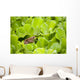 Leopard Frog Perching On Water Lettuce Wall Mural