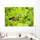 Leopard Frog Perching On Water Lettuce Wall Mural