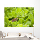 Leopard Frog Perching On Water Lettuce Wall Mural