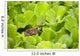 Leopard Frog Perching On Water Lettuce Wall Mural