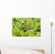 Leopard Frog Resting On Water Lettuce Wall Mural
