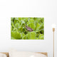 Leopard Frog Resting On Water Lettuce Wall Mural