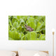 Leopard Frog Resting On Water Lettuce Wall Mural