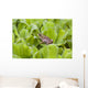 Leopard Frog Resting On Water Lettuce Wall Mural