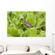 Leopard Frog Resting On Water Lettuce Wall Mural