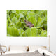 Leopard Frog Resting On Water Lettuce Wall Mural