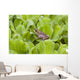Leopard Frog Resting On Water Lettuce Wall Mural