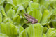 Leopard Frog Resting On Water Lettuce Wall Mural
