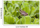 Leopard Frog Resting On Water Lettuce Wall Mural