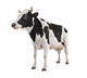 Cow Wall Decal