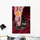 Female hands and feet with pedicure and manicure Wall Mural
