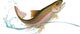 Jumping Trout Wall Decal