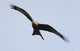 A Red Kite Wall Mural
