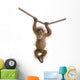 Cute monkey pictures HD Wall Decal