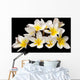 Plumeria Wall Mural