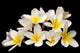 Plumeria Wall Mural