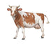 Dairy Cow Wall Decal