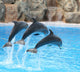 Synchronized Swimming Wall Decal