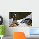 Red eared slider turtles Wall Mural