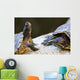 Red eared slider turtles Wall Mural