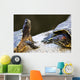 Red eared slider turtles Wall Mural