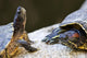 Red eared slider turtles Wall Mural