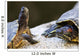 Red eared slider turtles Wall Mural