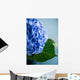 Blue Hydrangea