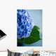 Blue Hydrangea