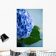 Blue Hydrangea