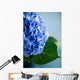Blue Hydrangea