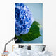 Blue Hydrangea