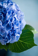 Blue Hydrangea