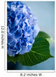 Blue Hydrangea