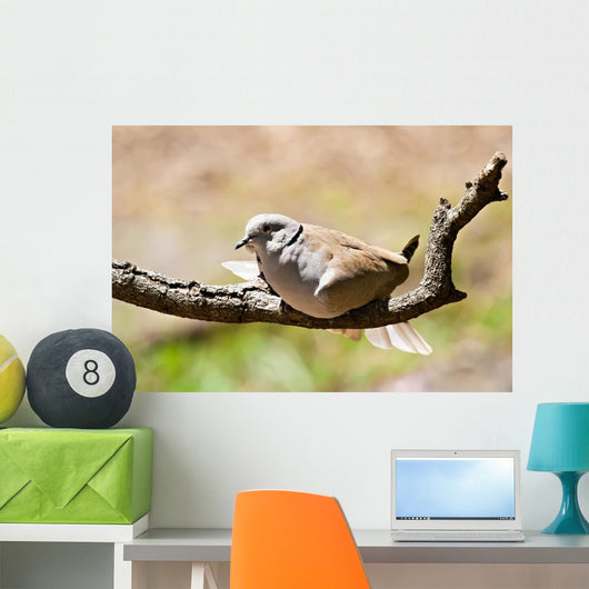 Morning Dove Wall Mural