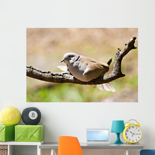 Morning Dove Wall Mural