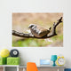 Morning Dove Wall Mural