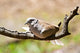 Morning Dove Wall Mural
