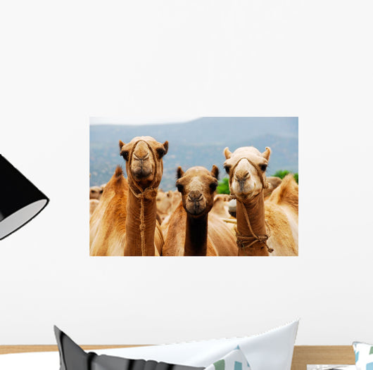 Camels Wall Mural