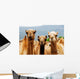 Camels Wall Mural