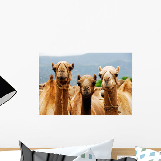 Camels Wall Mural