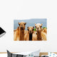 Camels Wall Mural