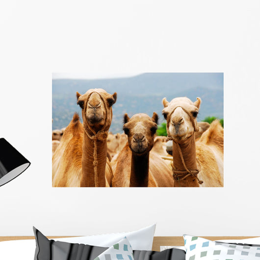 Camels Wall Mural